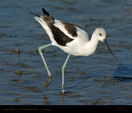 AmericanAvocet_4217M