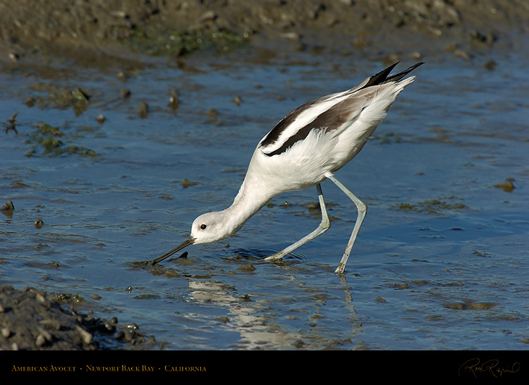 AmericanAvocet_4220