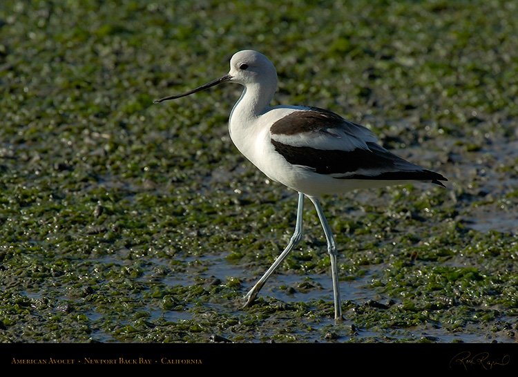 AmericanAvocet_4245