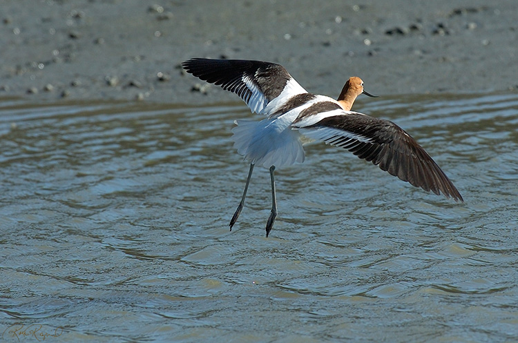 AmericanAvocet_BreedingColors_1972