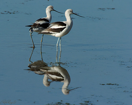 AmericanAvocets_4227M