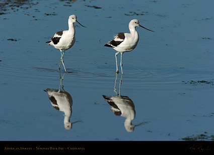 AmericanAvocets_4232