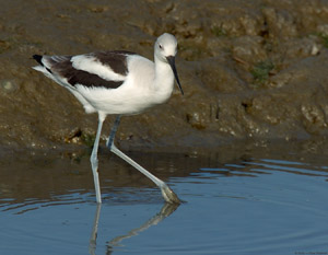 Avocet_4188