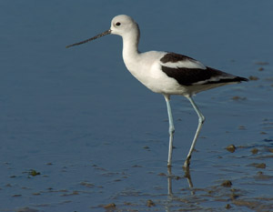 Avocet_4204