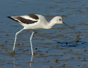 Avocet_4206