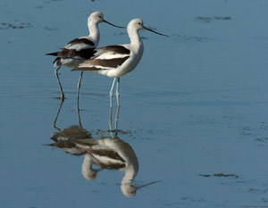 Avocets_4227