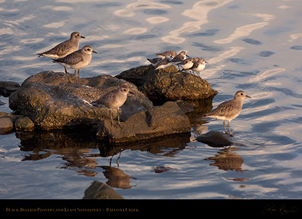 BB_Plovers_LeastSandpipers_HS6044