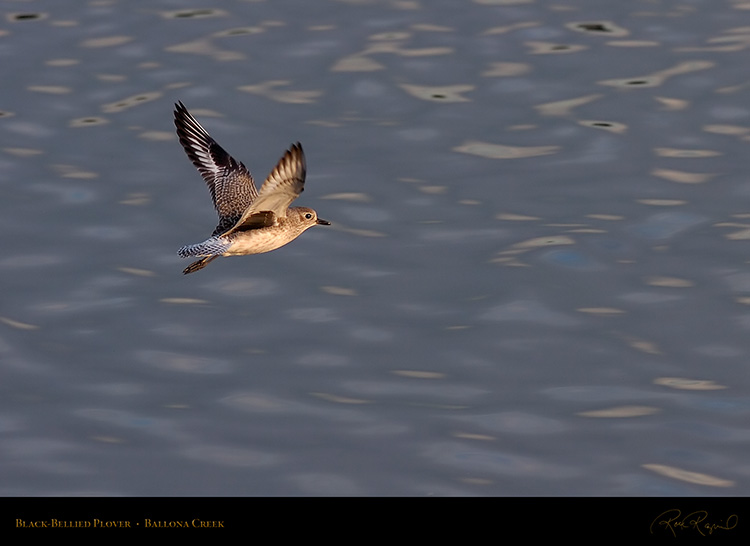 BlackBellied_Plover_HS6029