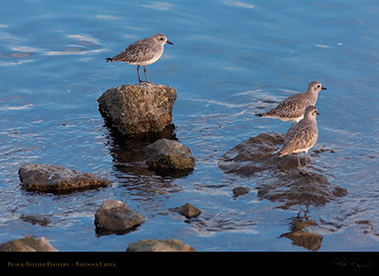 BlackBellied_Plovers_HS6071