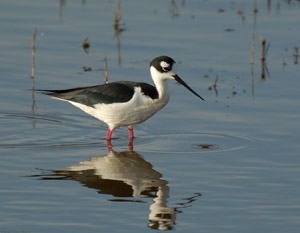BlackNeckedStilt_X0802