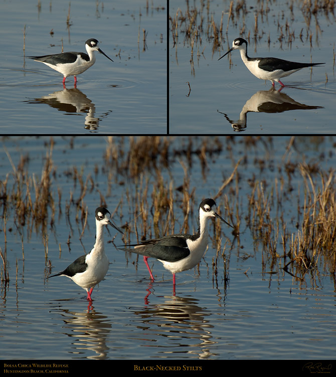 BlackNeckedStilts_BolsaChica_SXL