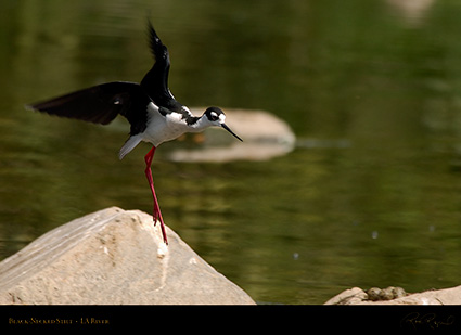 BlackNecked_StiltFlight_0562