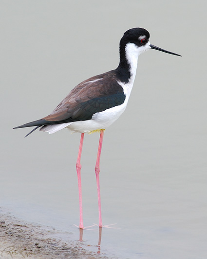 BlackNecked_Stilt_0353