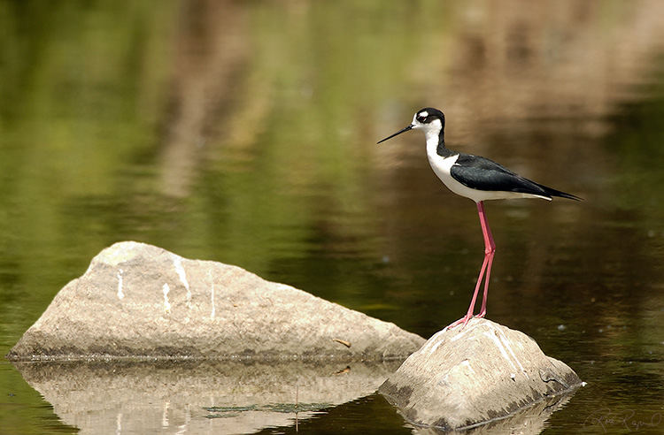 BlackNecked_Stilt_0523