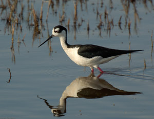 BlackNecked_Stilt_X0805