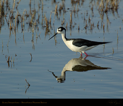 BlackNecked_Stilt_X0805M