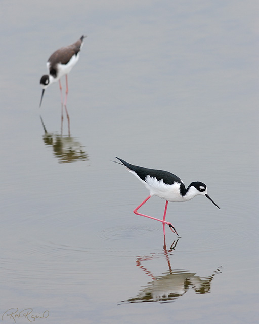 BlackNecked_Stilts_0323