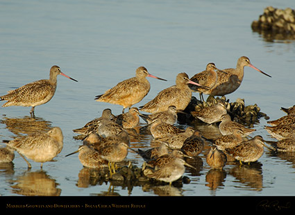 Godwits_Dowitchers_X0822