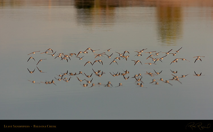 LeastSandpipers_Flight_HS5959