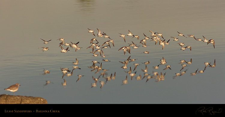 LeastSandpipers_Flight_HS5967