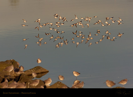 LeastSandpipers_Flight_HS5969