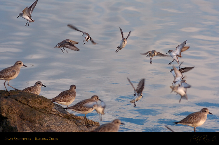 LeastSandpipers_HS6062