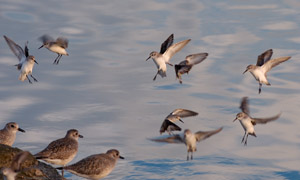 LeastSandpipers_Landing_HS6060