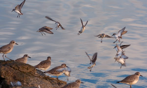 LeastSandpipers_Landing_HS6062