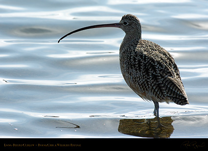 LongBilled_Curlew_3426