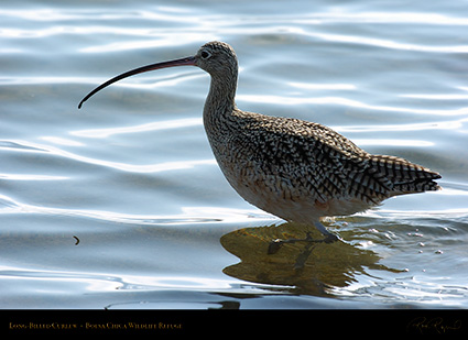 LongBilled_Curlew_3429