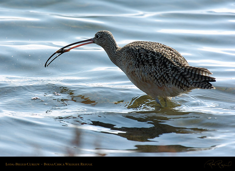 LongBilled_Curlew_3432