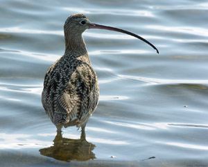LongBilled_Curlew_3437