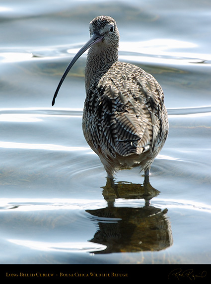 LongBilled_Curlew_3439