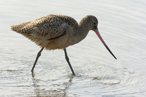 MarbledGodwit_3505
