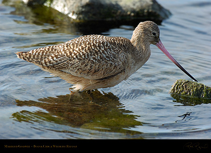 MarbledGodwit_3515