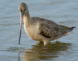 MarbledGodwit_3530