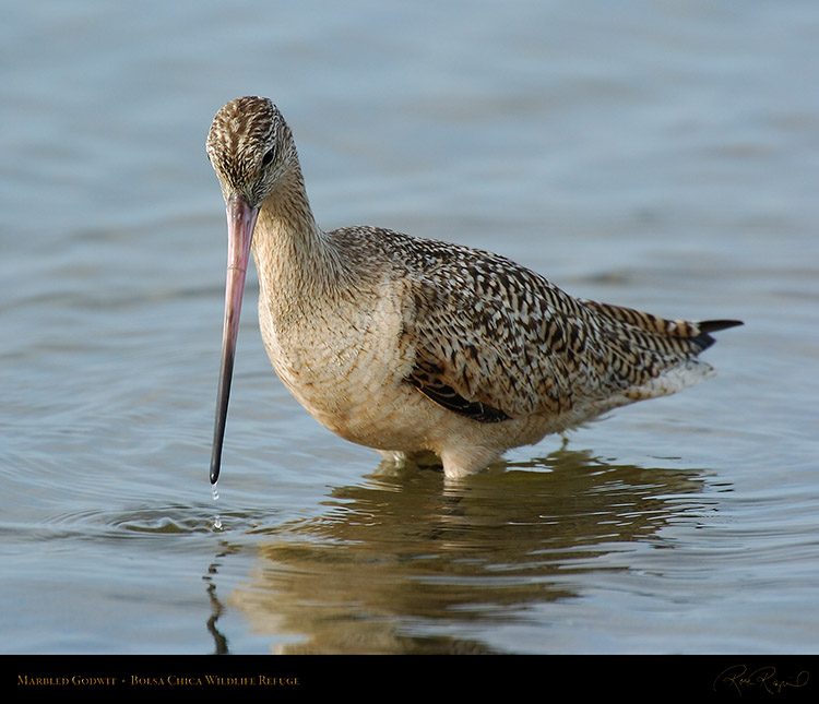 MarbledGodwit_3530M