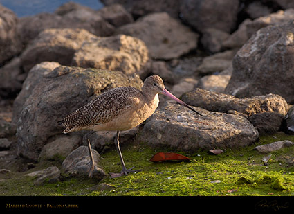 MarbledGodwit_HS5817