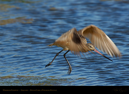 MarbledGodwit_Takeoff_X0157