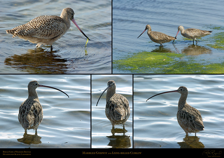 MarbledGodwit_and_LongBilled_Curlew_XXL