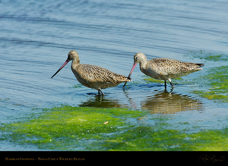 MarbledGodwits_HS0976