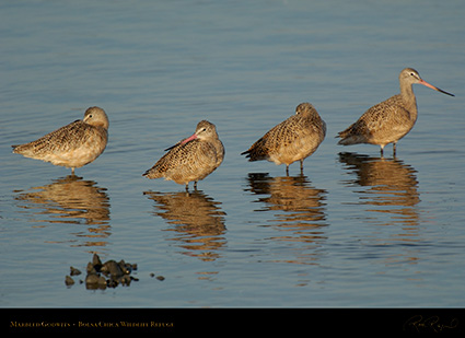 MarbledGodwits_X0821