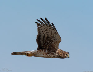 NorthernHarrier_3208
