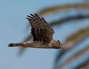NorthernHarrier_3209