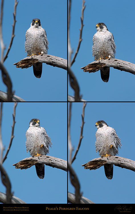 PealesPeregrinFalcon_BolsaChicaRefuge_SXL