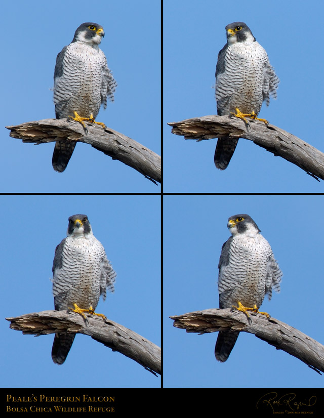 PealesPeregrinFalcon_LGsigned