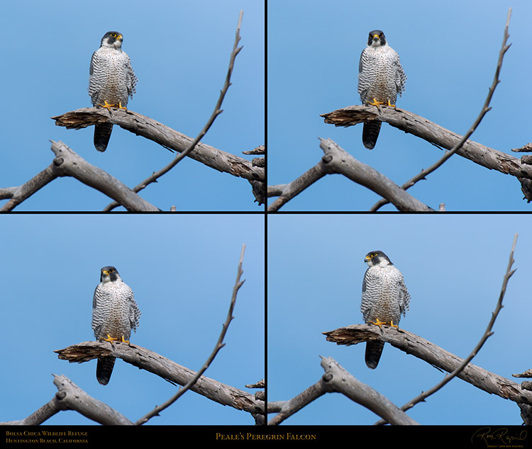 PealesPeregrinFalcon_XL