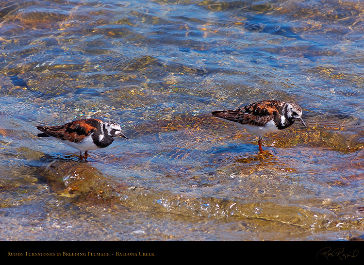 RuddyTurnstones_BreedingPlumage_HS9816