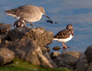 RuddyTurnstones_Willet_HS5855