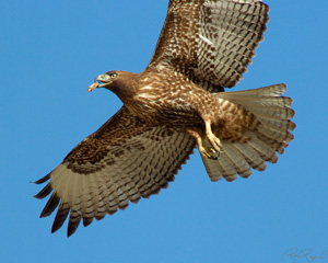 RufousMorph_RedTail_Juv_4294